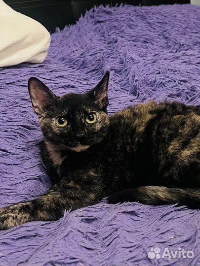 Котята сфинкс