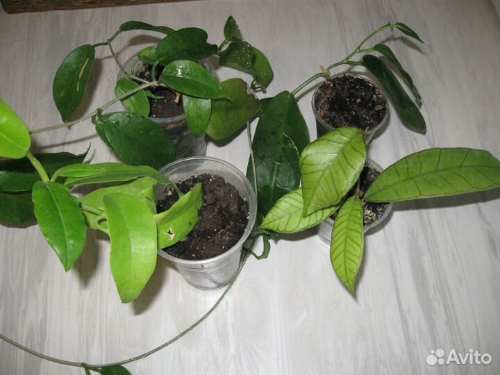 Хойи и другие