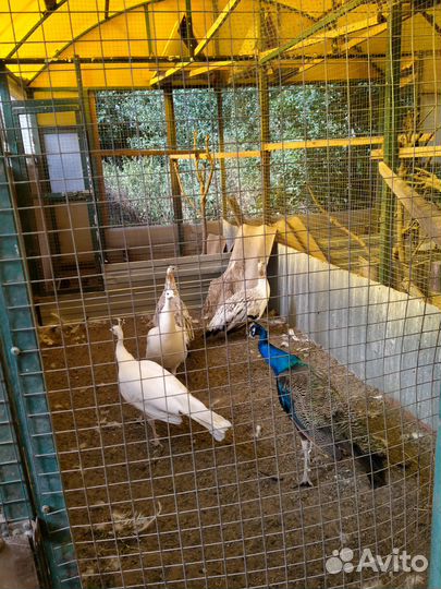 Фазаны,павлины,горлицы,инкубационное яйцо