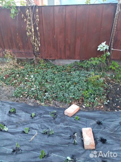 Клубника ремонтантная виктория