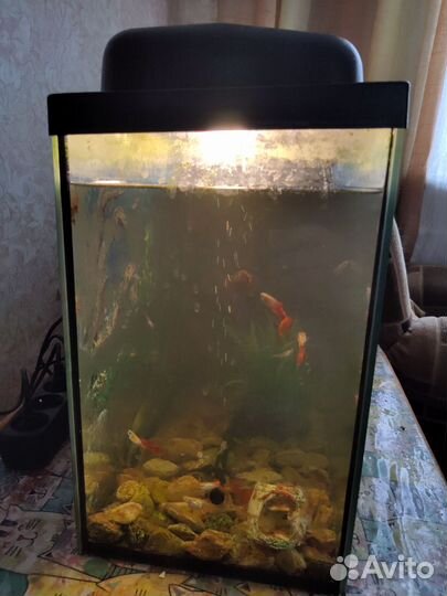 Аквариум