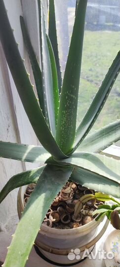 Алоэ вера и денежное растение