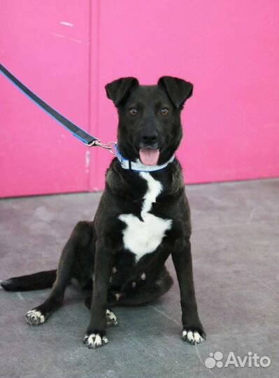 Молодая собака