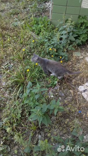 Котёнок мальчик