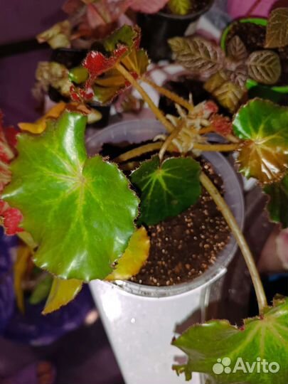 Бегония кудрявая