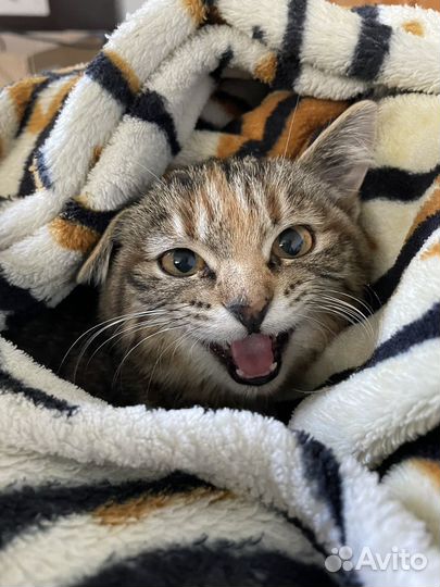 Котенок девочка в дар