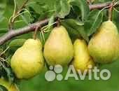 Саженцы груши зимостойких сортов