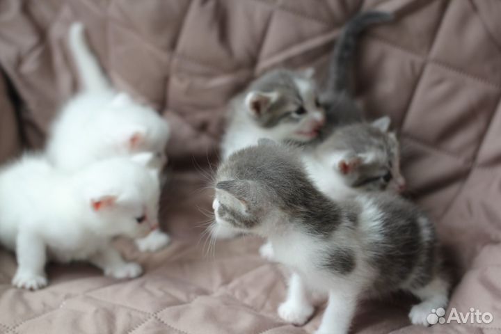 Котята в добрые руки