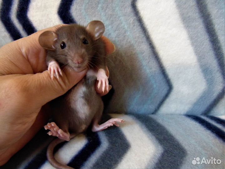 Крысы, крысюни - гамак в подарок, клетки