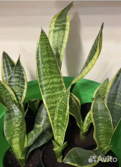 Сансевиерия 4сорта