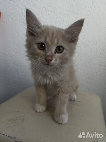 Курильский бобтейл