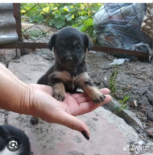 Собака в добрые руки отдам бесплатно