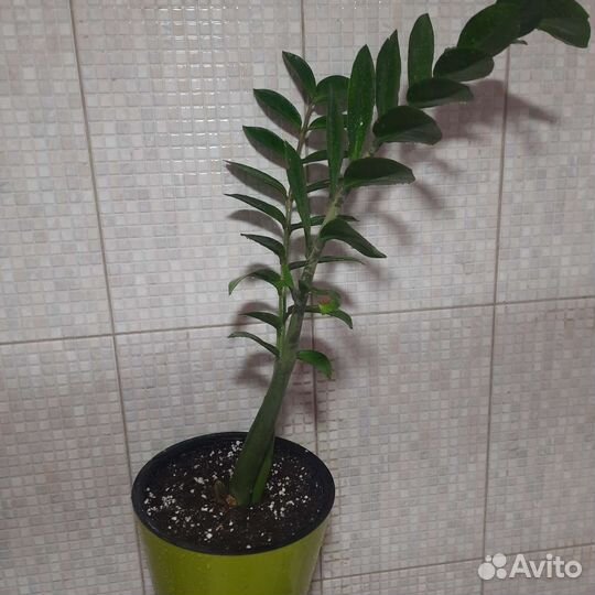 Замиокулькас черный Raven