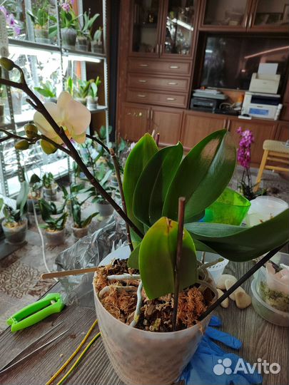 Орхидея фаленопсис