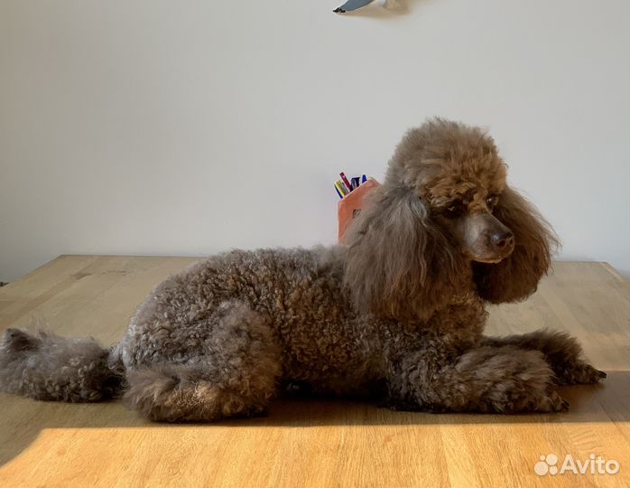 Той-пудель коричневого окраса для вязки