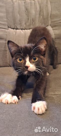 Котенок в добрые руки