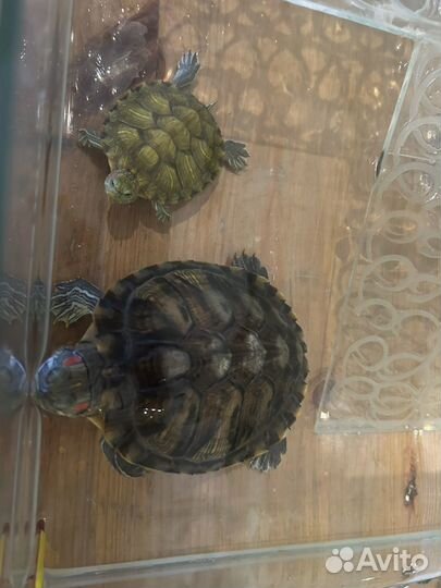 Красноухая черепаха с аквариумом