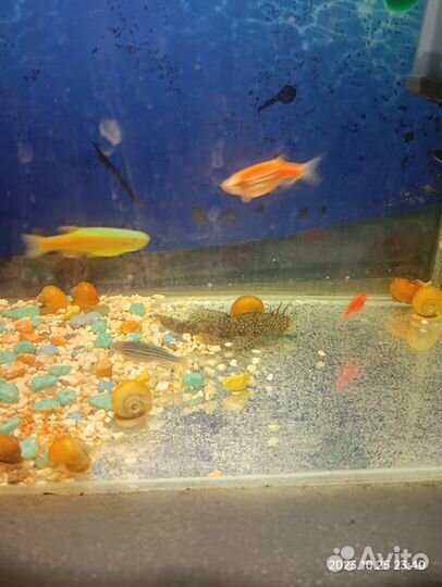 Сомики анциструс