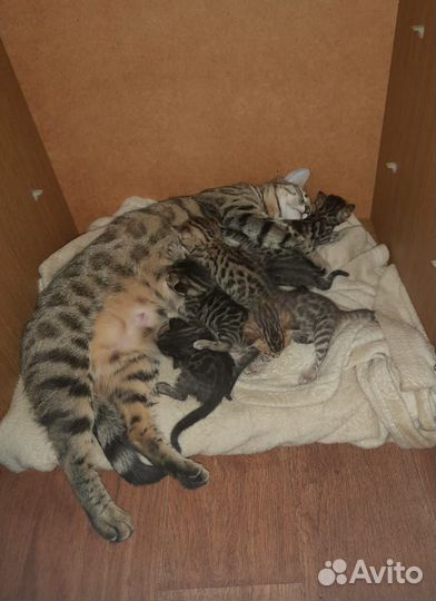 Бенгальские котята