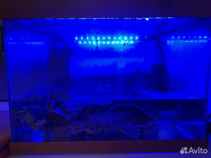 Черепаха с аквариумом