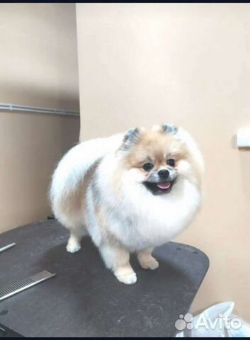 Померанский шпиц- вязка