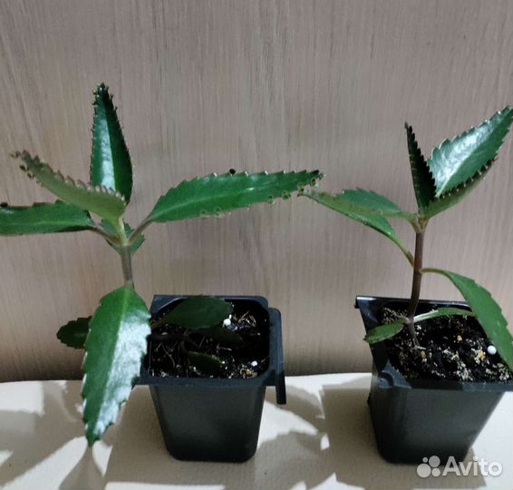 Комнатные цветы