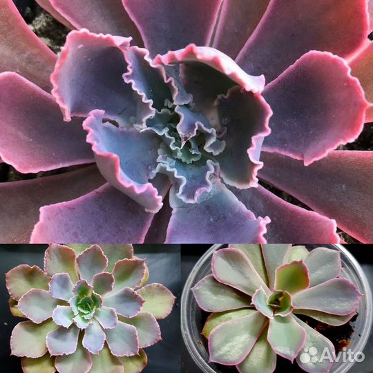 Редкие эхеверии. Суккуленты