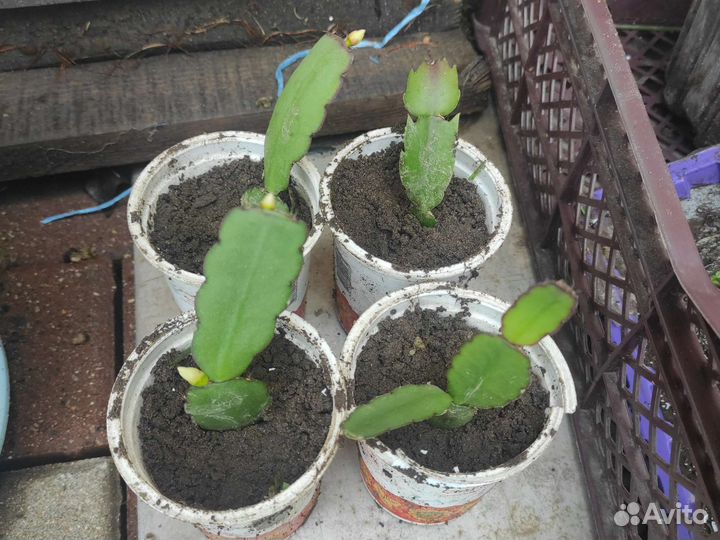 Комнатные цветы(аихризон, декабрист, хавортия)