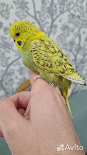 Выставочный волнистый попугай (ввп), чехи