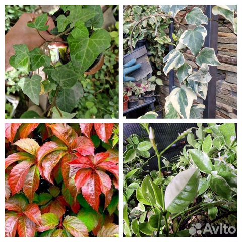 Плющ, лиана разные сорта