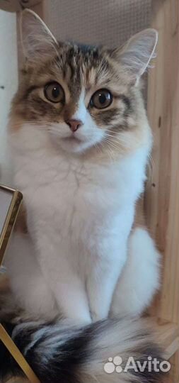 Потерялась кошка