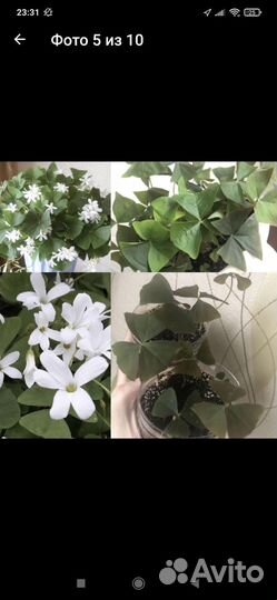 Оксалис кислица цветок любви