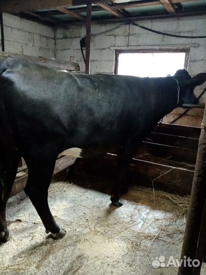 Телочка и нетель