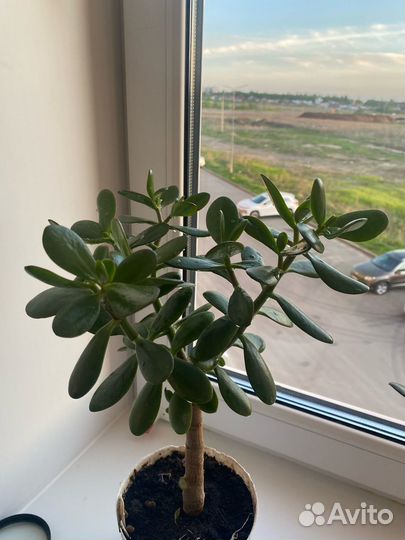 Денежное дерево, толстянка крассула