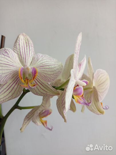 Орхидея фаленопсис