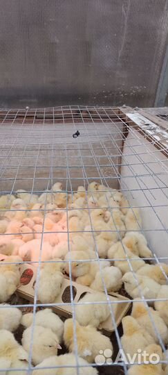 Цыплята бройлеры