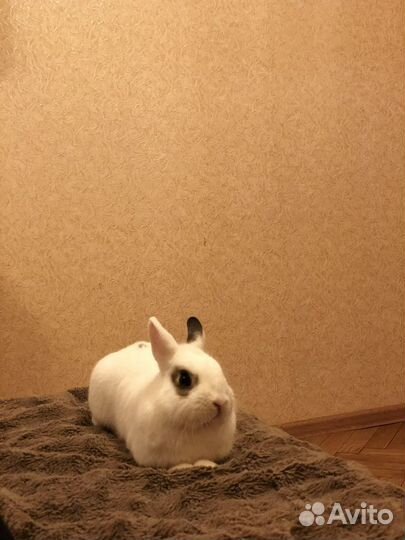 Отдам в добрые руки кролика