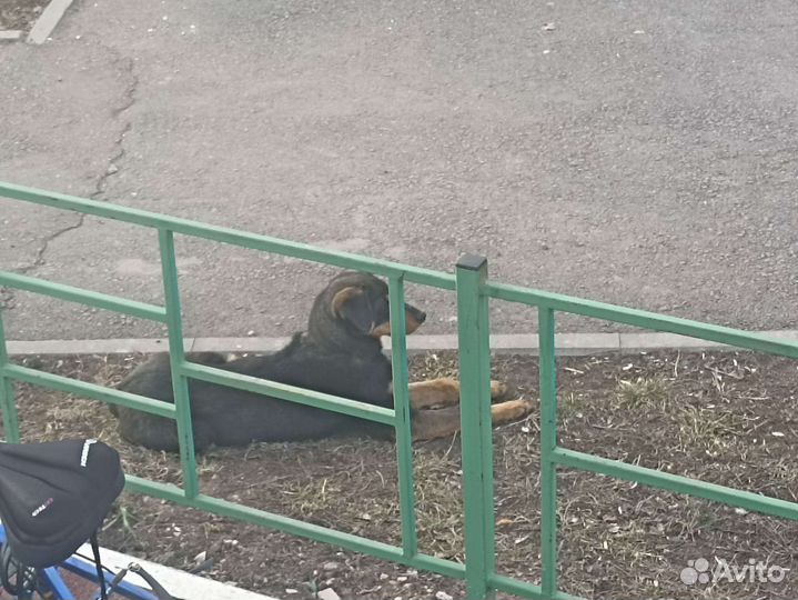 В добрые руки