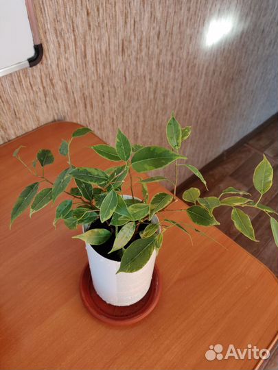Фикус Бенджамина (Ficus Benjamina)
