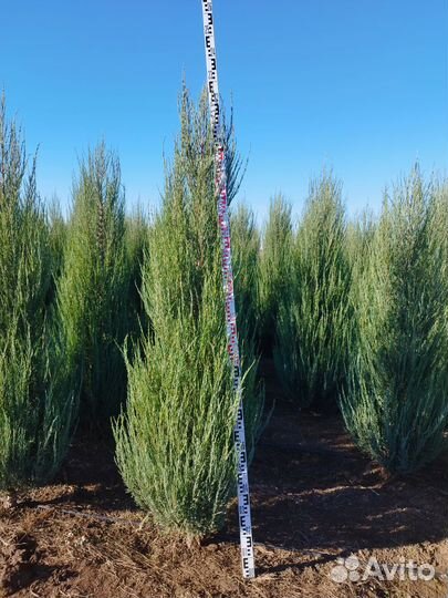Можжевельник блю эрроу