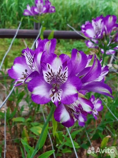 Астрамерия