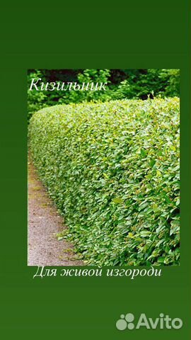 Кустарник для живой изгороди