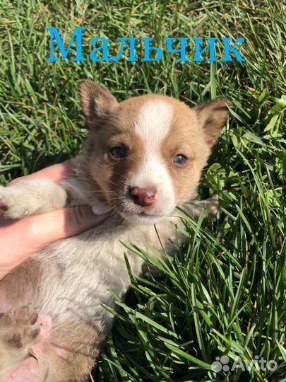 Маленькая собака в добрые руки бесплатно