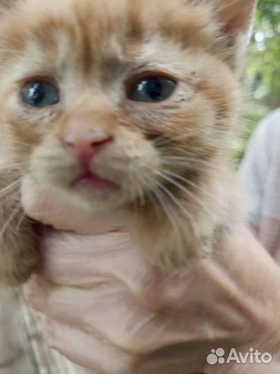 Кошка в дар