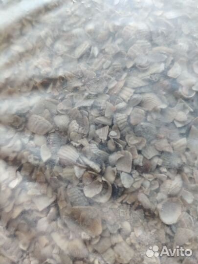 Ракушка кормовая