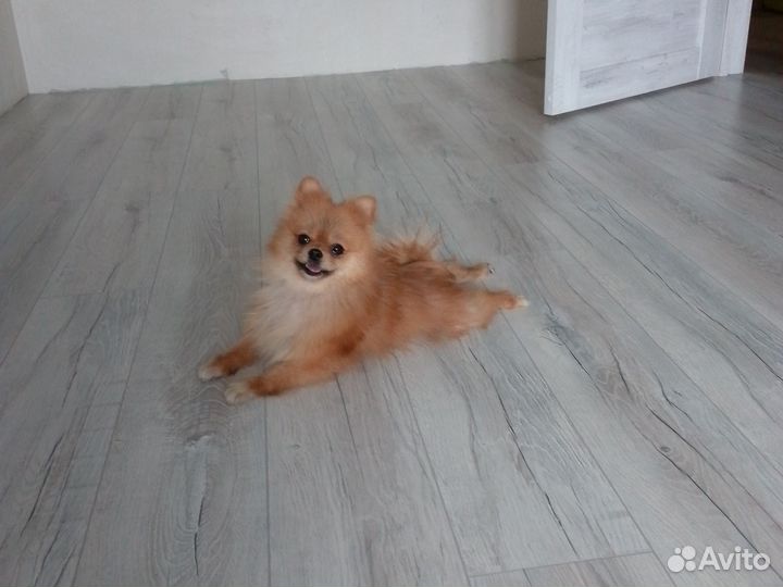 Мини шпиц девочка