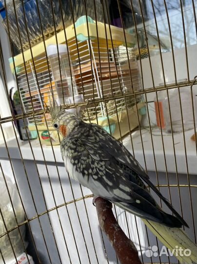 Попугай Карелла