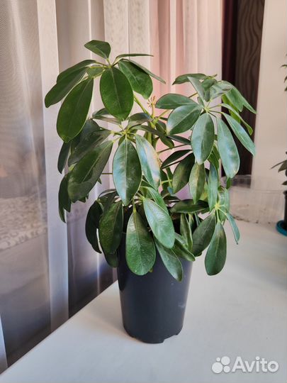 Комнатные цветы шефлера