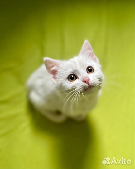 Пристраивается котёнок, 2 месяца