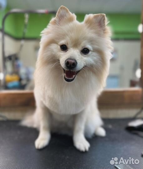 Груминг пушистиков